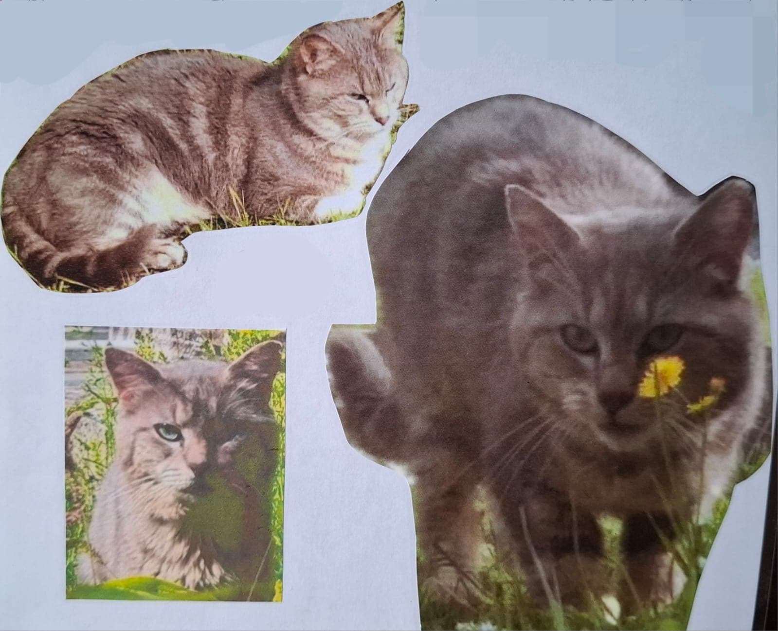 Recherche Chat Disparu - Image 1