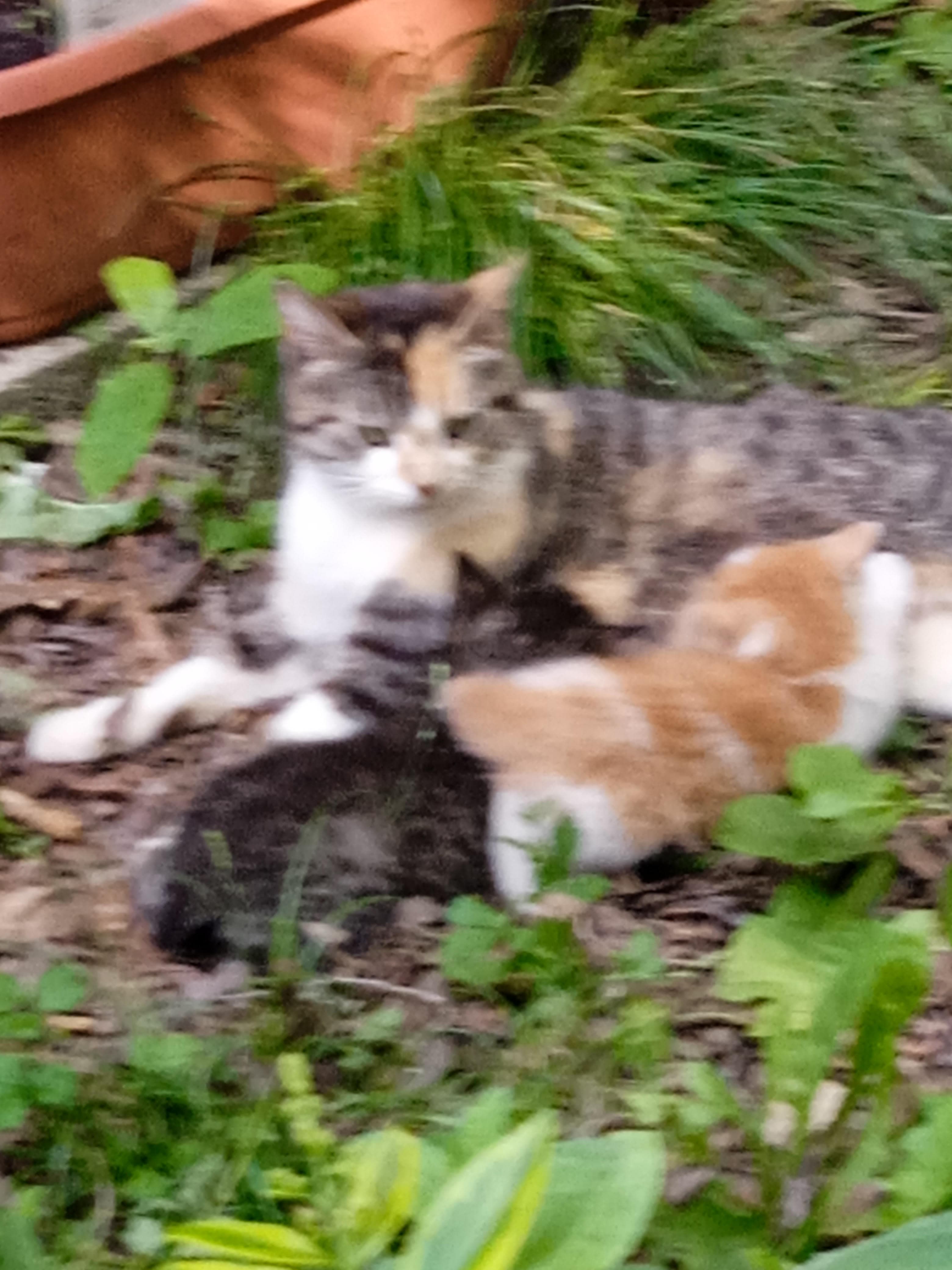 Chatons a donner - Image 1